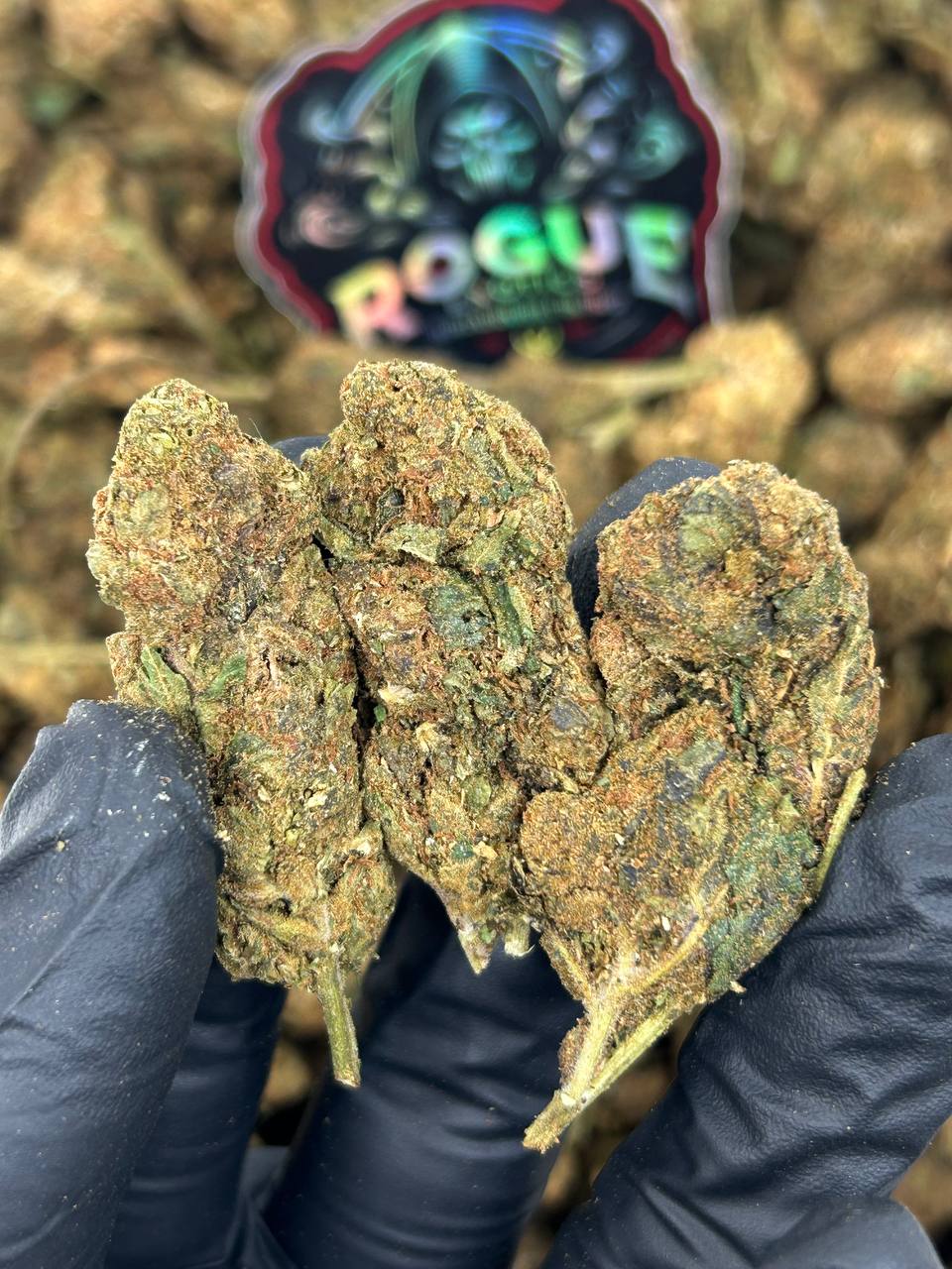 #B-EC019 Honey Haze