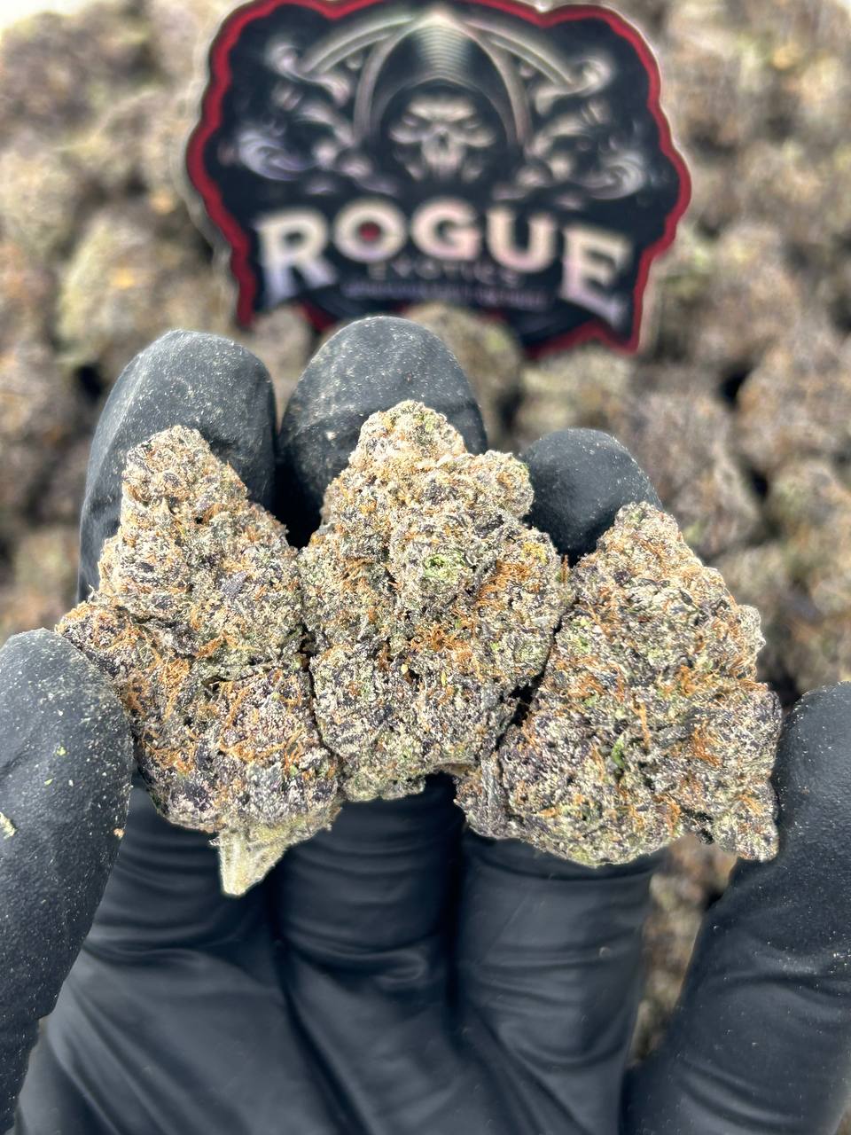 #N-CM1039 Black Cherry Gelato