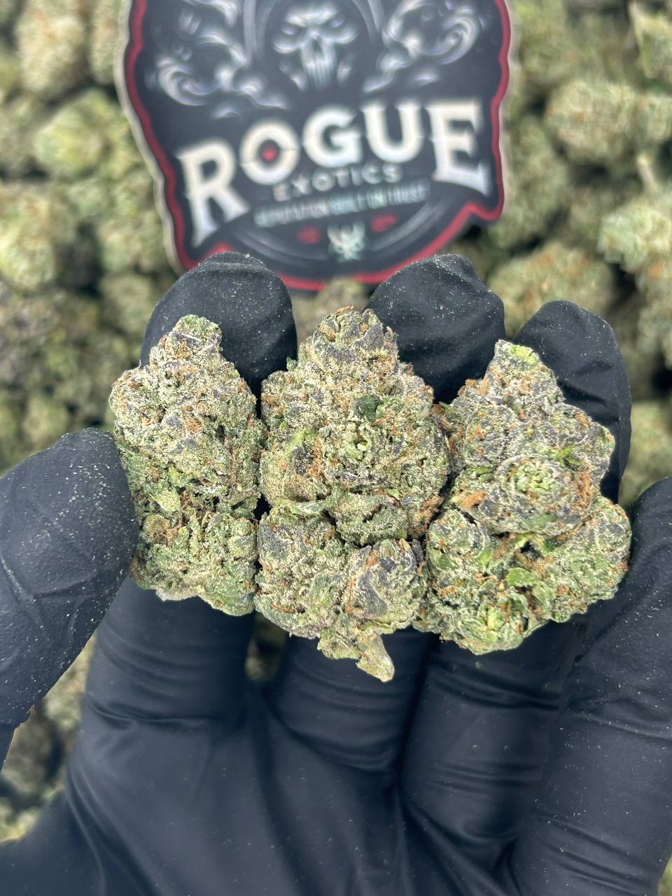 #N-EA686 Orange Soda
