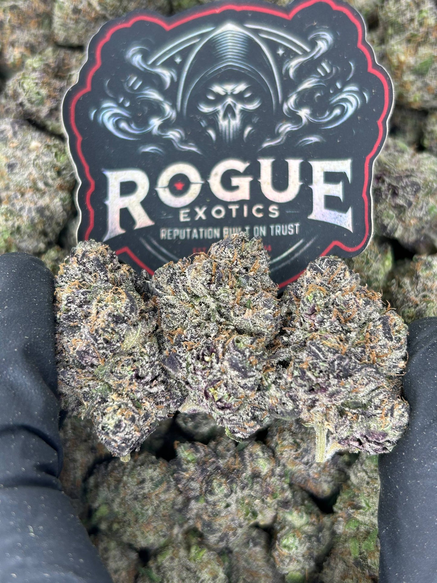 #N-CM1071 Black Cherry Gelato