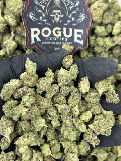 #N-ECS293 Gelato Smalls