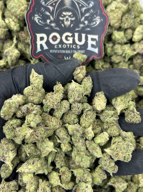 #N-ECS293 Gelato Smalls
