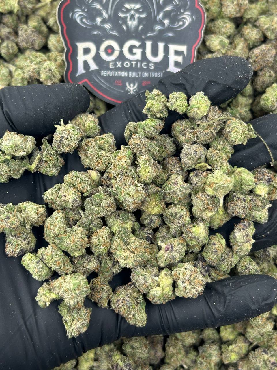 #N-ECS301 Blue Zkittle Smalls
