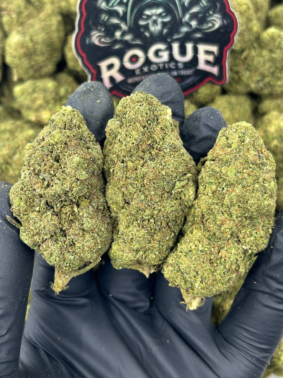 #B-EC005 Gelato 41
