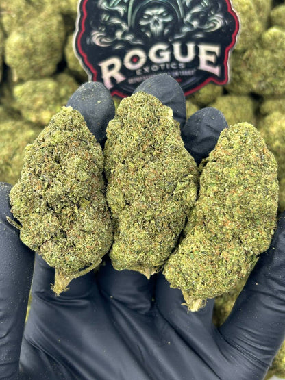 #B-EC005 Gelato 41