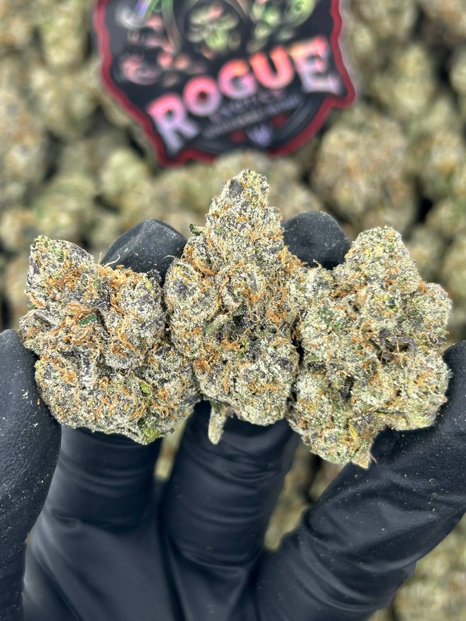 #N-LC097 Rainbow Sherbet