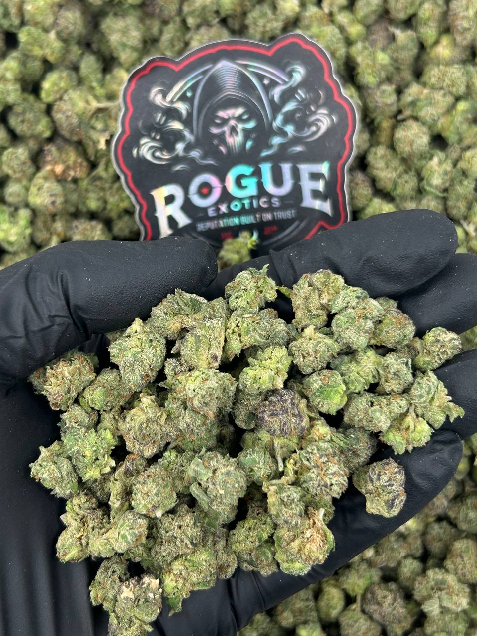 #N-ECS443 Frosted Gelato Smalls