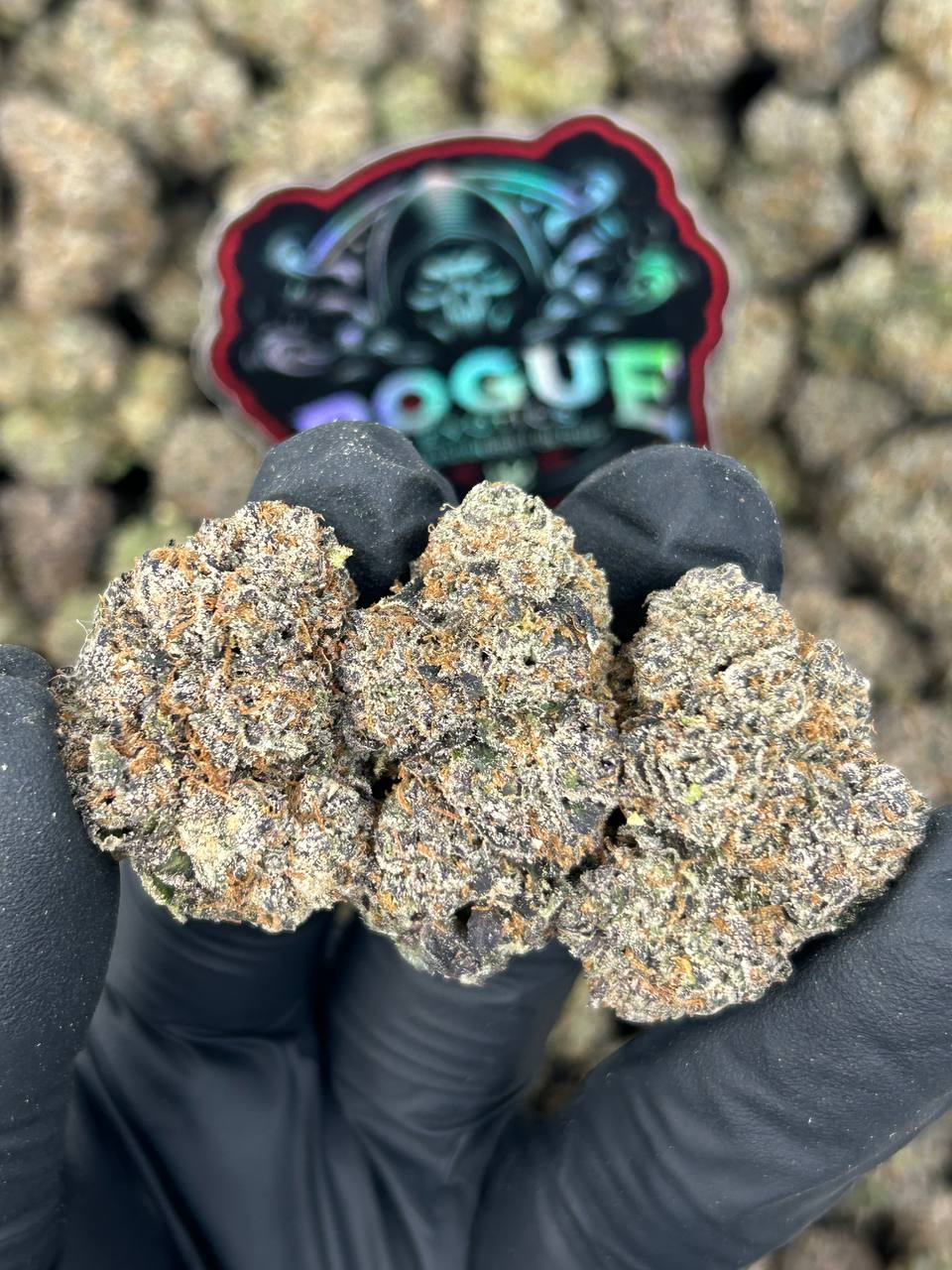 #N-CM1408 Tropical Zkittlez