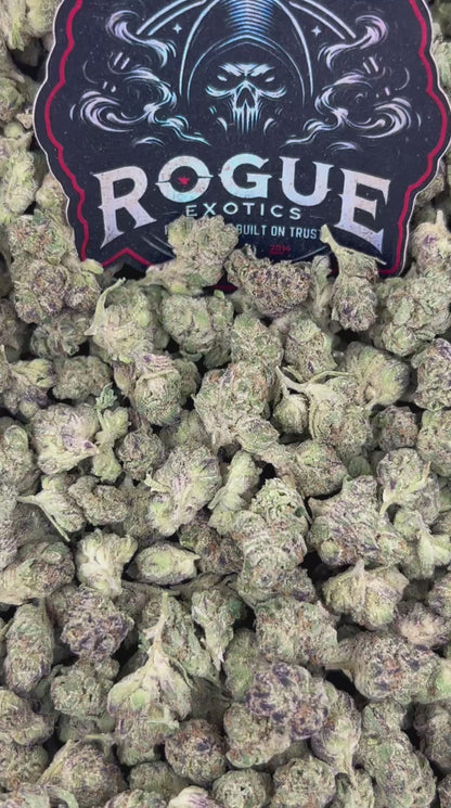 #N-ECS293 Gelato Smalls
